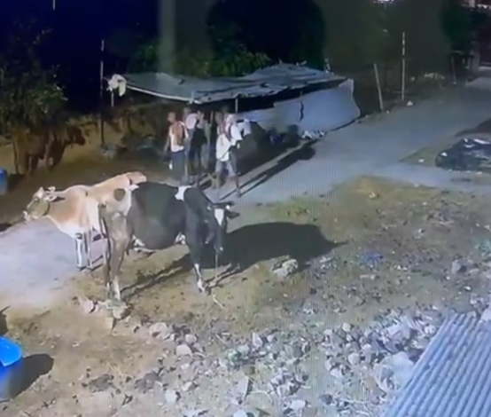 पिकअप वैन से पहुंचे शातिर चोर, मिनटों में चार भैंस लादकर हुए फरार; CCTV में कैद हुई पूरी घटना